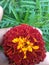 Marigold flower used in indian culture as most pure in wedding or in any another function