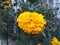 Marigold flower in yellow and orange color amazing looks beautiful