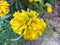 Marigold flower in yellow and orange color amazing looks beautiful