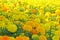 Marigold Flowerbed 2