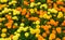 Marigold Flowerbed