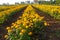 Marigold Flowerbed Beside Road in Thailand