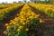 Marigold Flowerbed Beside Road in Thailand