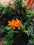 A Marigold Flowermade up of multiple layers of overlapping petals