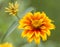 Marigold flowers