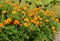 Marigold flowers in atumn garden flower bed