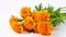 marigold flowers background