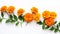 marigold flowers background