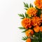 marigold flowers background