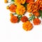 marigold flowers background