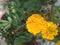 Marigold flowers beautiful lively