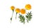 Marigold flowers so beautiful, yellow Marigold flower, Tagetes erecta, Mexican marigold, Aztec marigold, isolated on white