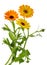 Marigold flowers calendula officinalis isolated without shadow