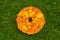 Marigold flowers circle