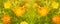 Marigold flowers close up on the meadow. Blooming garden. Summer floral panoramic pattern