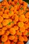 Marigold flowers close-up views. Colorful light orange flowers background