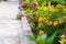 Marigold flowers flowerbed