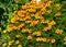 Marigold flowers in the flowerbed. Beautiful flower bed in a summer park