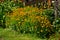 Marigold flowers in the flowerbed. Beautiful flower bed in a summer park