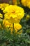 Marigold flowers in the garden