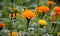 Marigold Flowers in a garden