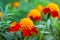 Marigold flowers in the garden