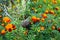 Marigold flowers in the garden