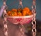 Marigold flowers on a hanging pots stock photograph