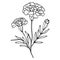 Marigold flowers illustration coloring page, simplicity, Embellishment, monochrome, vector art, Outline print with marigold