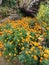 Marigold flowers on Maountain of Farping Nepal