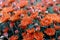 Marigold flowers in the meadow, orange flowers