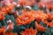 Marigold flowers in the meadow, orange flowers