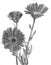 Marigold flowers medical calendula charcoal floral flower illustrations sketch