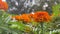 Marigold flowers orange Tagetes patula. Static camera, wind motion.