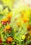 Marigold flowers in sunlight in garden