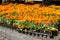 Marigold flowers (Tagetes) in plastic containers