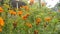 Marigold flowers thrive in the front gardens