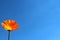 Marigold in front of the blue summer sky