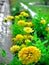 Marigold,Gainda ,Flower , bloom ,colorful ,blooming,outdoor,stone,Blur image,