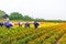 Marigold garden in harvest time