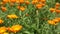 Marigold herb plant blooms move in wind in rural garden plantation. 4K