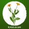 Marigold herbs plant green grow spice cook taste flavor aroma breed food leaf