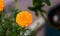 Marigold image flower, best HD image flower, beautiful flower