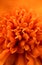 Marigold macro orange textured flower as background