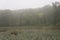 Marigold Marsh in the Blue Hills on a Foggy Day