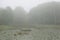 Marigold marsh on a foggy day.