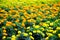 Marigold meadow in garden