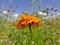 Marigold in a meadow with a lot of colorful flowers