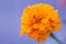 Marigold orange decorative and medicative flower vibrant close-up