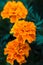 Marigold orange decorative and medicative flower vibrant close-up